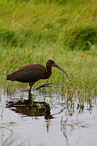 Glossy ibis (Plegadis falcinellus) walking through grassland pool, Carmarthenshire, Wales, UK, September 2009