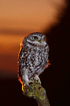 Little owl (Athene noctua) perched on post at dusk, Carmarthenshire, Wales, UK, Captive