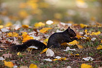 Grey squirrel (Scirius carolinensis) black morph feeding on acorn among autumn leaves, Hertfordshire, UK