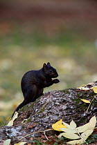 Grey squirrel (Scirius carolinensis) black morph on ash tree root among autumn leaves, Hertfordshire, UK