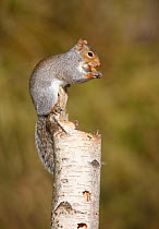 Grey squirrel (Scirius carolinensis) eating acorn on birch stump, Bedfordshire, UK