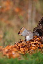 Grey squirrel (Scirius carolinensis) feeding on conker (horse chestnut) on dead tree stump, Bedfordshire, UK