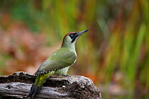 Green woodpecker (Picus viridis) female perching on log by garden pond, Bedfordshire, UK