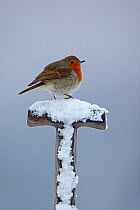 Robin (Erithacus rubecula) perching on snow covered fork handle, Carmarthenshire, Wales, UK