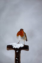 Robin (Erithacus rubecula) perching on fork handle in snow Carmarthenshire, Wales, UK
