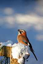 Jay (Garrulus glandarius) perching on snow covered post, Carmarthenshire, Wales, UK