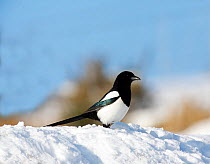 Magpie (Pica pica) standing in snow, Carmarthenshire, Wales, UK