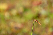 Common darter dragonfly (Sympetrum striolatum) perched on rush beside pond, Mendip Hills, Somerset, UK, June