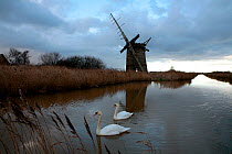 Derelict windmill on the margins of a drainage canal with pair of mute swans (Cygnus olor) swimming nearby, December 2009, near Horsey, Norfolk Broads, Norfolk, UK.