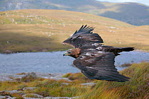 Golden eagle (Aquila chrysaetos) adult female in flight, trained bird photographed during filming in Glenveagh National Park, Donegal, Republic of Ireland. August 2010
