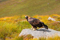 Golden eagle (Aquila chrysaetos) adult female perched on rock, trained bird photographed during filming in Glenveagh National Park, Donegal, Republic of Ireland. August 2010