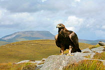 Golden eagle (Aquila chrysaetos) adult female perched on rock in mountain landscapes, trained bird photographed during filming in Glenveagh National Park, Donegal, Republic of Ireland. August 2010