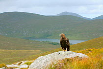 Golden eagle (Aquila chrysaetos) adult female perched on rock in mountain landscape, trained bird photographed during filming in Glenveagh National Park, Donegal, Republic of Ireland. August 2010
