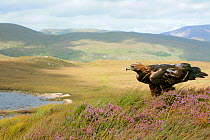Golden eagle (Aquila chrysaetos) adult female perched on rock in mountain landscape, trained bird photographed during filming in Glenveagh National Park, Donegal, Republic of Ireland. August 2010