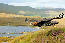 Golden eagle (Aquila chrysaetos) adult female taking off, flying over mountain landscape, trained bird photographed during filming in Glenveagh National Park, Donegal, Republic of Ireland. August 2010