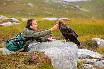 Lloyd Buck, professional bird trainer, with 'Tilly' a female Golden Eagle (Aquila chrysaetos) that was  filmed in Glenveagh National Park, Donegal, Republic of Ireland. August 2010. Model released.