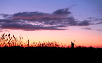 Windmill, sunset silouhette, with moody dusk sky, beside Horsey Mere. Part of the Norfolk Broads system of wetlands that are a result of ancient peat digging activities by man. December 2009. Norfolk,...