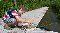 Young boy with fishing net at waters edge, enjoying a pond safari at the Arundel Wetlands trust, Sussex, UK,  Model released July 2010