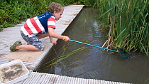 Young boy with fishing net, enjoying a pond safari day at the Arundel Wetlands trust, Sussex, UK,  Model released July 2010
