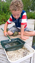 Young boy with fishing net, enjoying a pond safari day at the Arundel Wetlands trust, Sussex, UK,  Model released July 2010