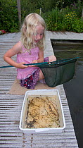 Young blonde haired girl with fishing net, enjoying a pond safari day at the Arundel Wetlands trust, Sussex, UK, Model released July 2010