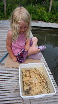 Young blonde haired girl with fishing net, enjoying a pond safari day at the Arundel Wetlands trust, Sussex, UK, Model released July 2010