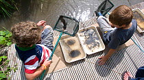 Two little boys enjoying a pond safari day at the Arundel Wetlands trust,, Sussex, UK, where children go netting and catch species of animals and insects in the ponds. Model released July 2010
