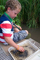 Little boy enjoying a pond safari day at the Arundel Wetlands trust, Sussex, UK, where children go netting and catch species of animals and insects in the ponds. Model released July 2010
