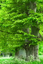 Mature Beech trees (Fagus sylvatica) in spring, on beech avenue near Badbury Rings, Dorset, UK. May 2008