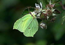 Female Brimstone butterfly (Gonepteryx rhamni) feeding on bramble nectar. Hampshire, England, UK July