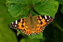 Painted Lady butterfly (Vanessa cardui) at rest on leaf. Dorset, UK September