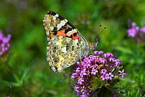 Painted lady butterfly (Vanessa cardui) feeding on Phuopsis stylosa flowers. Dorset, UK, September