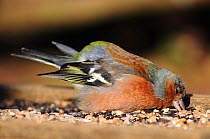 Sick male Chaffinch (Fringilla colebs) attempting to feed from bird table. Dorset, UK March 2010