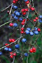 Sloe / Blackthorn berries (Prunus spinosa) and Hawthorn berries (Crataegus monogyna) in Dorset hedge. October