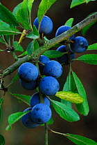 Sloe / Blackthorn berries (Prunus spinosa) close up, on branch, October. Dorset, UK