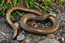 Slow Worm (Anguis fragilis) coiled on ground, at Powerstock Common, Dorset. April