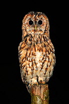 Tawny owl (Strix aluco) portrait, perching on fence post at night, in alert posture. Dorset, UK, August