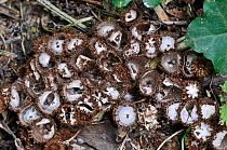 Fluted bird's nest fungus (Cyathus striatus) resembling a miniature bird's nest with numerous tiny eggs-like peridioles, containing spores. Devon, England.