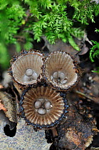 Fluted Bird's nest fungus (Cyathus striatus) resembling a miniature bird's nest with numerous tiny eggs-like peridioles, containing spores. Devon, England.