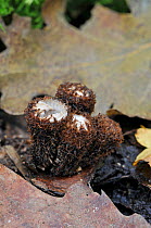 Young specimens of Fluted Bird's nest fungus (Cyathus striatus) resembling a miniature bird's nest with numerous tiny eggs-like peridioles, containing spores. Devon, England.