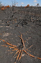 Exposed roots of Silver Birch (Betula verrucosa) burnt by heathland fire, Frensham Common, Surrey, England, UK. July 2010