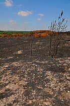 Aftermath of heathland fire on Frensham Common, Surrey, England, UK. July 2010