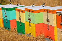 Colourful Honey bee (Apis mellifera) hives. Crete, Greece. July 2010