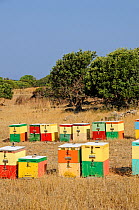 Colourful Honey bee (Apis mellifera) hives in fields, Crete, Greece. July 2010