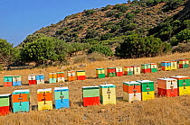 Colourful Honey bee (Apis mellifera) hives in fields, Crete, Greece. July 2010