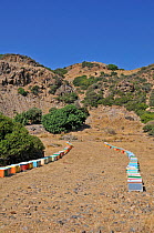 Colourful Honey bee (Apis mellifera) hives in fields, with mountainous landscape behind, Crete, Greece. July 2010