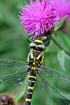 Golden Ringed Dragonfly (Cordulegaster boltonii) female at rest on flower, Devon, England, UK, August