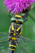 Golden Ringed Dragonfly (Cordulegaster boltonii) female at rest on flower, Devon, England, UK