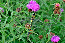Golden Ringed Dragonfly (Cordulegaster boltonii) female at rest on flower, Devon, England, UK, August 2010