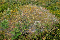 Gorse spider mite (Tetranychus lintearius) cobweb like sheets of silk in flowering Gorse bush (Ulex europaeus) England, UK,  August  2010